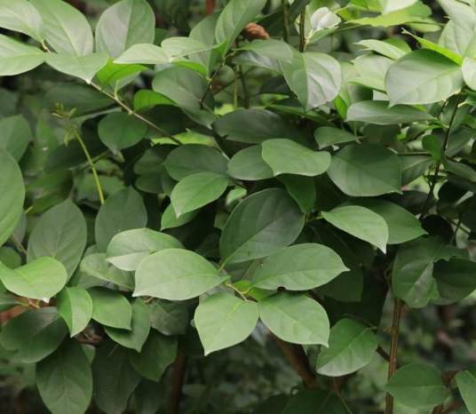 丁公藤（旋花科旋花族植物）