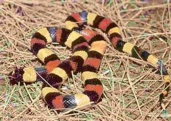 加利福尼亚王蛇