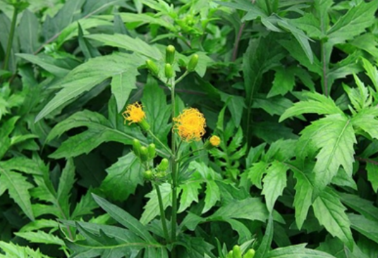 菊三七（中药名）