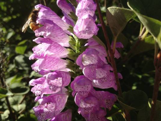 粉玫瑰（唇形科植物）