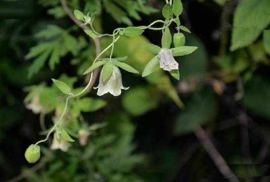 党参（桔梗科党参属植物）