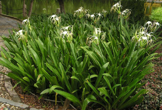 水鬼蕉（中药）