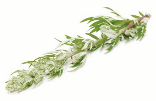 野艾蒿（菊科蒿属植物）