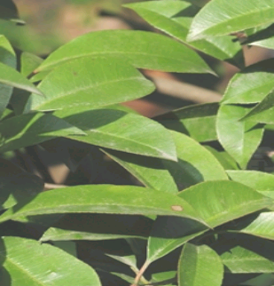光叶石楠（中药）