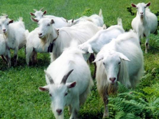 宜昌白山羊