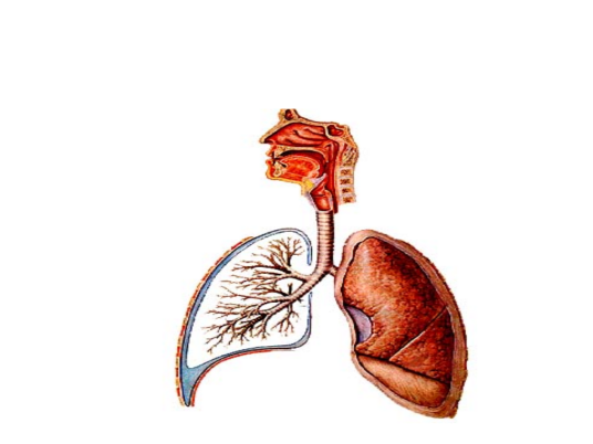 呼吸系统（人体与外界空气进行气体交换的一系列器官的总称）