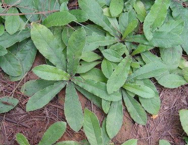 地胆草（中药）