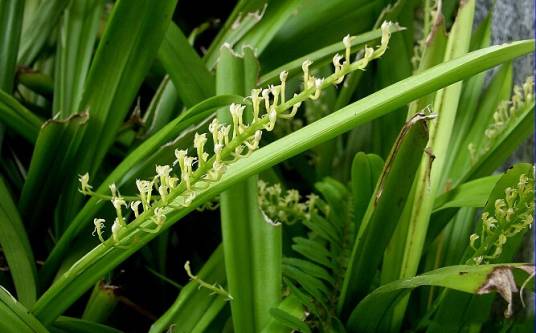 长茎羊耳蒜海南个体