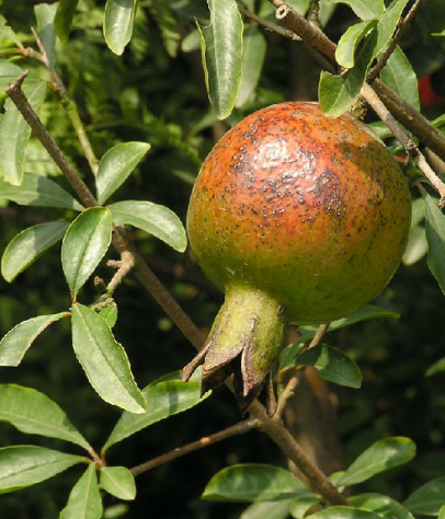 甜石榴（中药）