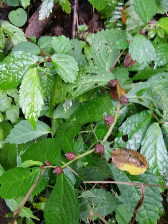 楼梯草（蒋草 / 心草 / 冷清草）