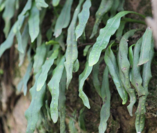 瓦韦（水龙骨科瓦韦属植物）