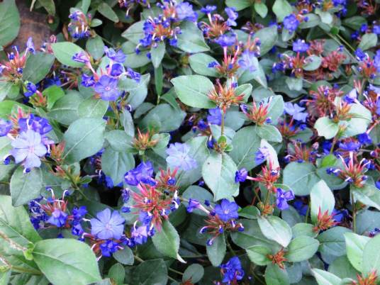 蓝雪花（白花丹科蓝雪花属植物）