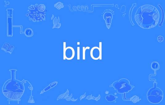 bird（英语单词）