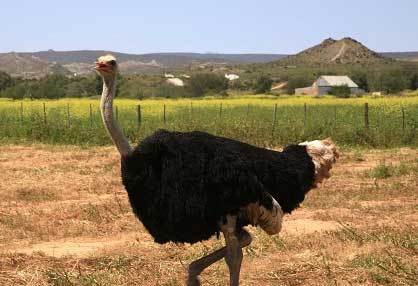 奥茨霍恩鸵鸟园
