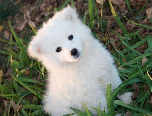 美国爱斯基摩犬