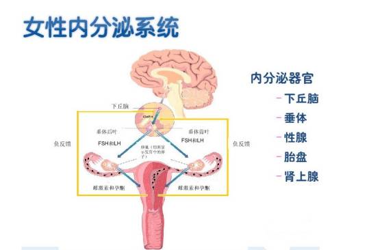 内分泌失调性不孕