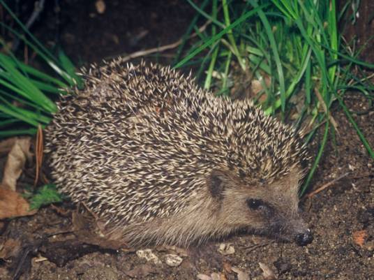 普通刺猬