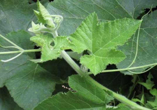 南瓜叶（葫芦科南瓜属植物）