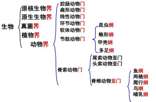 生物分类