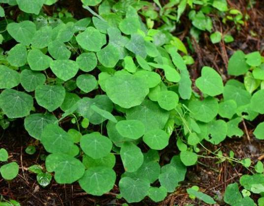 粉防己（防己科千金藤属植物）