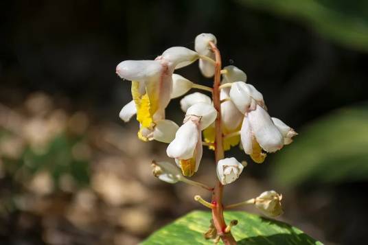 花叶艳山姜