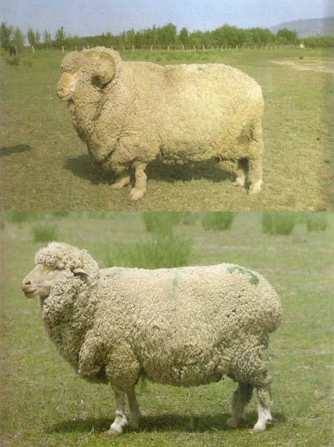 新疆细毛羊（羊亚科绵羊属动物）