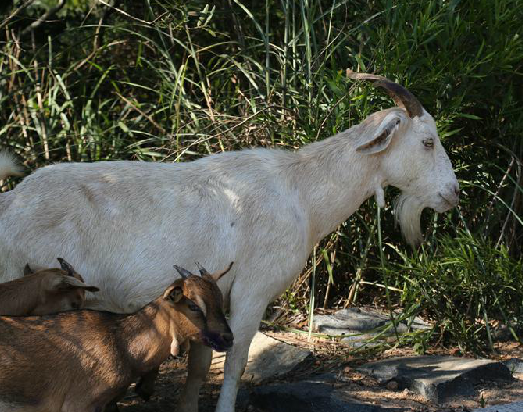 羊乳（牛科动物山羊或绵羊的乳汁）