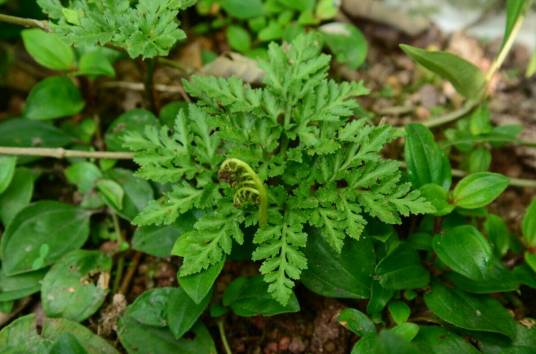 阴地蕨（瓶尔小草科阴地蕨属植物）