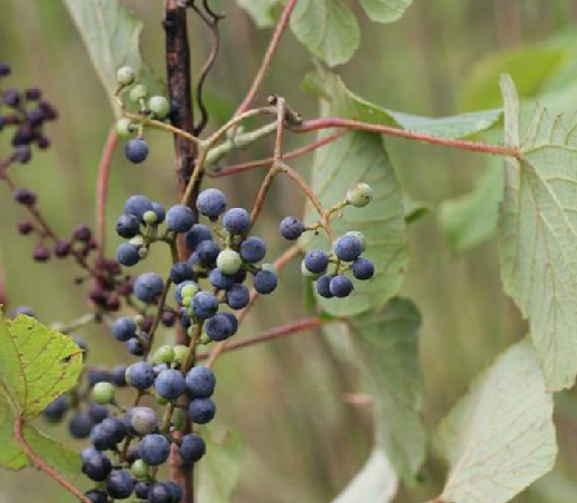 秋葡萄（中药材）