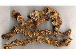 竹节参（中药）