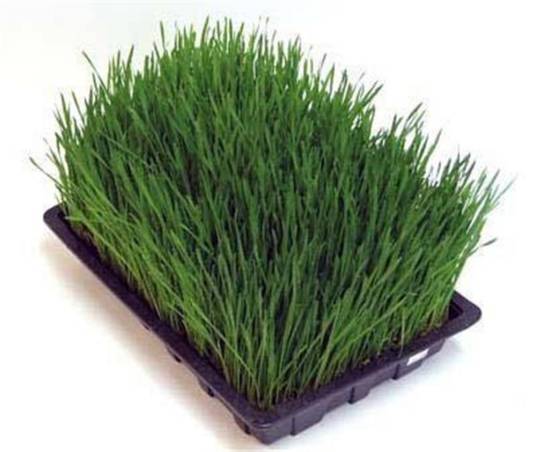 大麦苗（中药）