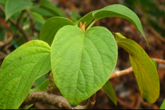 钻地风（虎耳草科钻地风属植物）